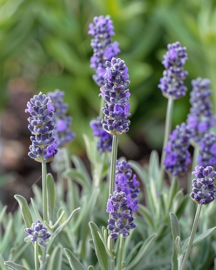 Lavanda